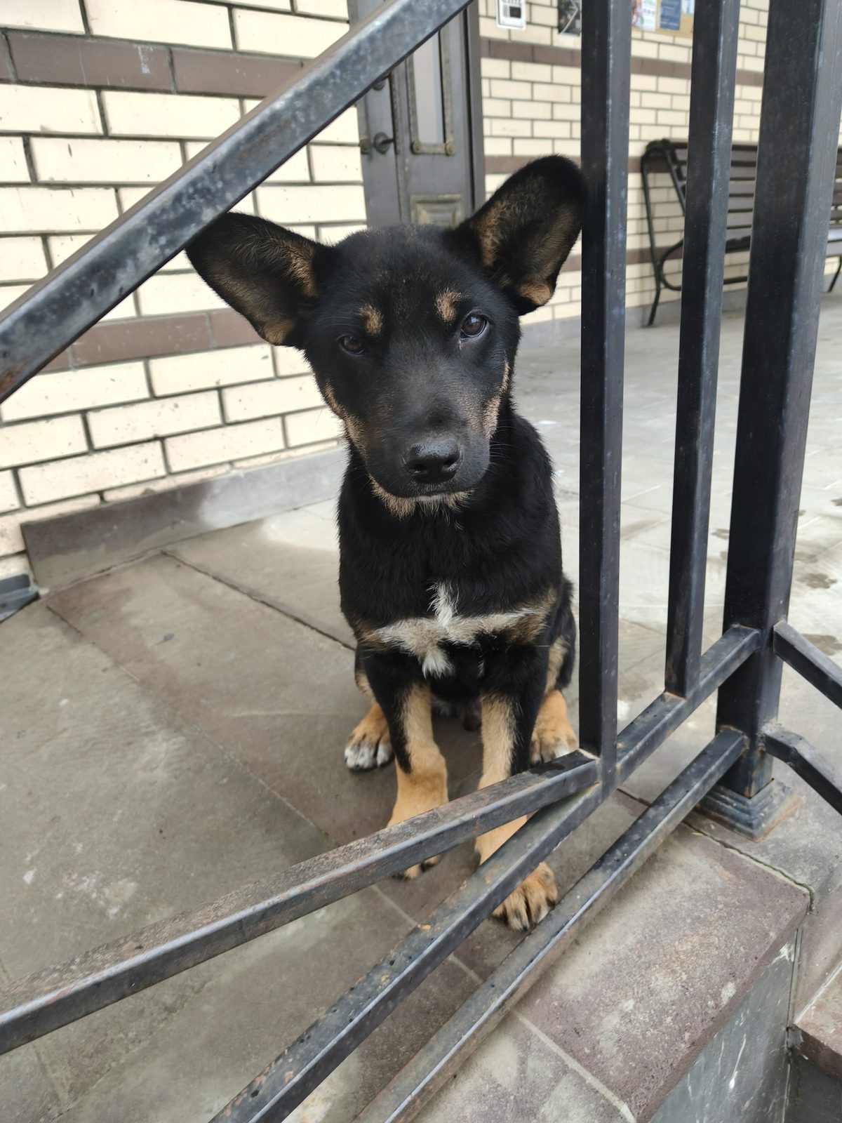 Пропавшая собака в Владикавказе Пропала собака в Владикавказе — фото объявления