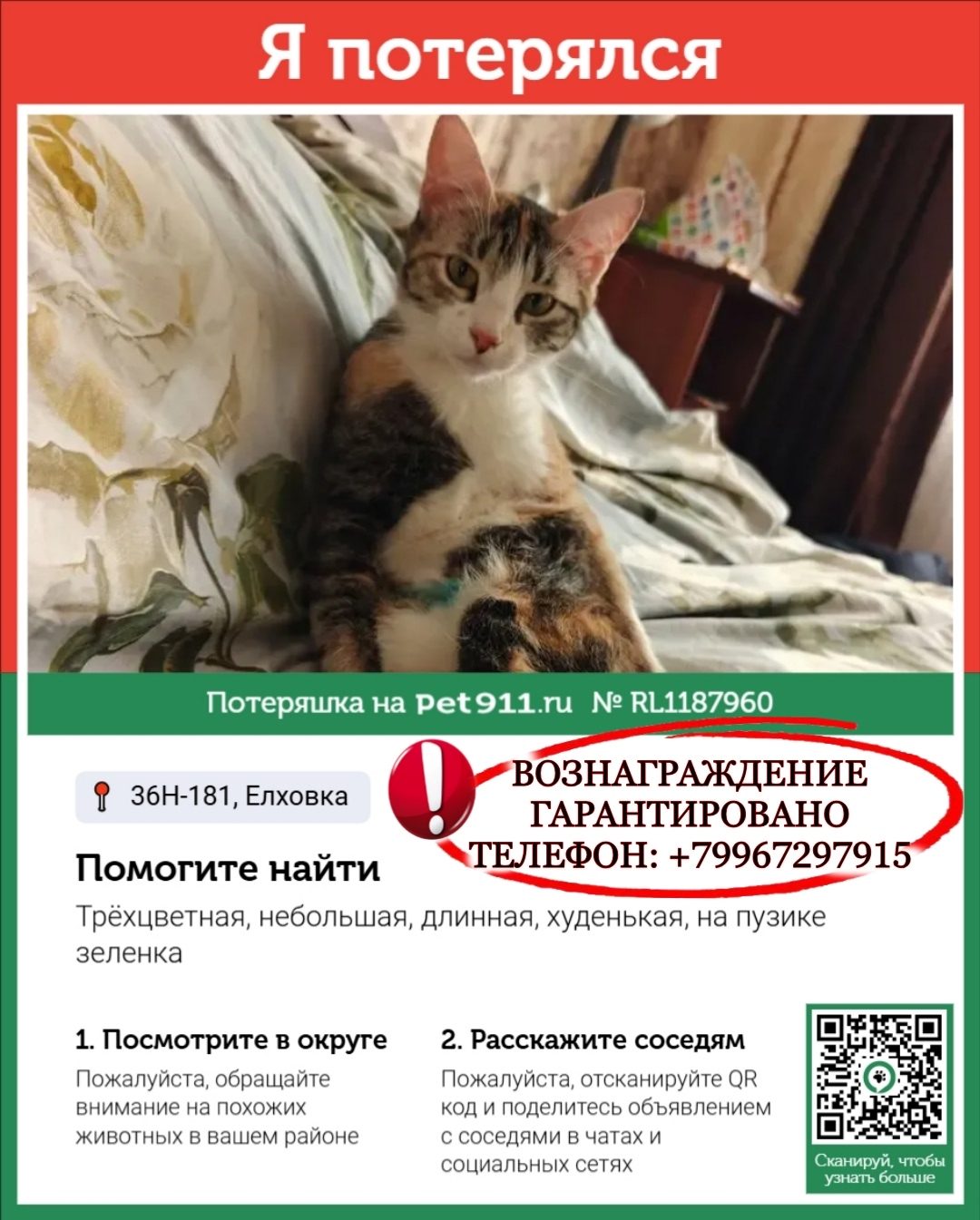 Пропавшая кошка в Самаре: СРОЧНО! ПОМОГИТЕ НАЙТИ КОШКУ! 🚨 Пропала кошка в Самаре — СРОЧНО! ПОМОГИТЕ НАЙТИ КОШКУ! 🚨