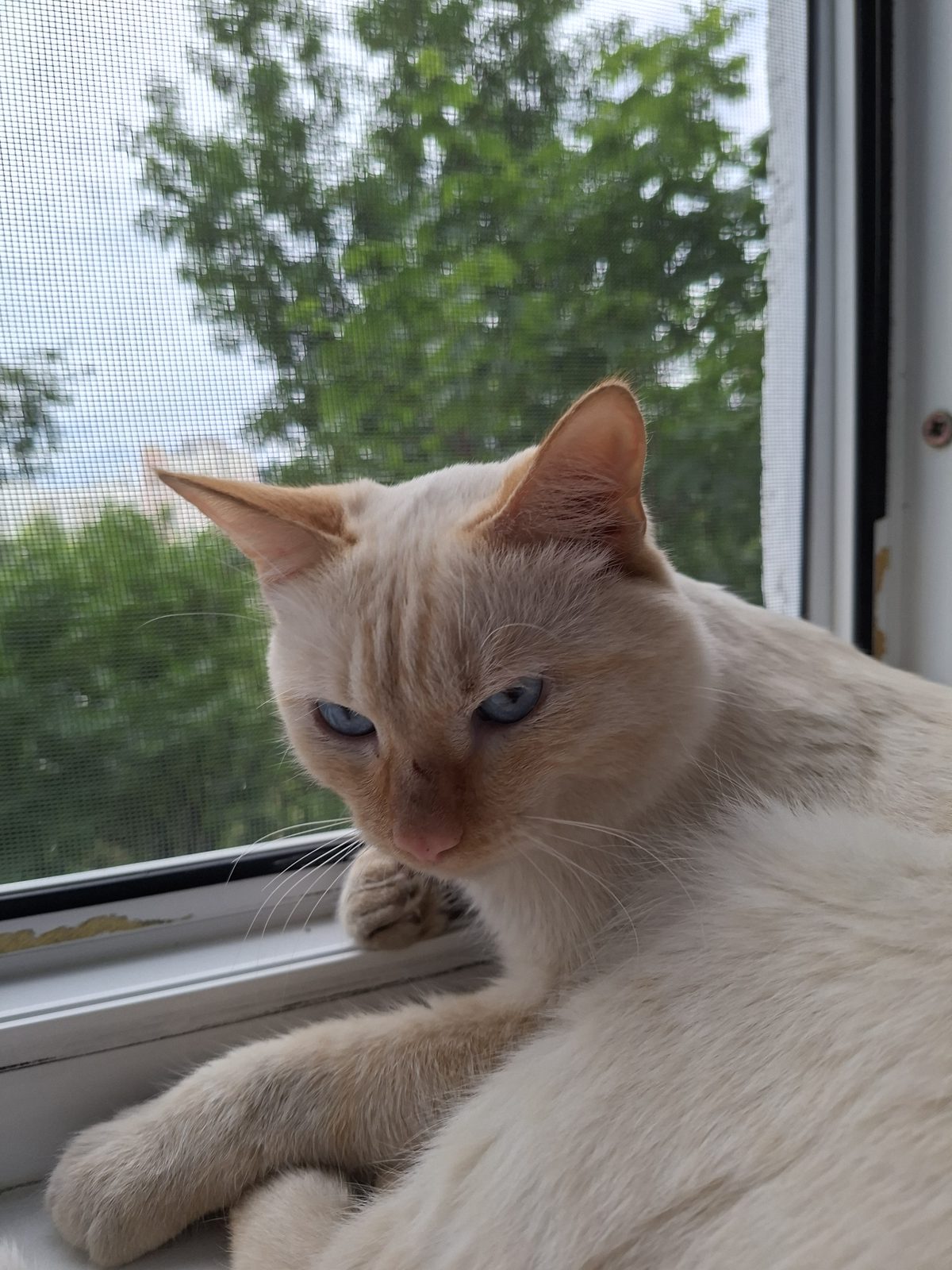 Найденная кошка в Уфе Найдена кошка в Уфе — фото объявления