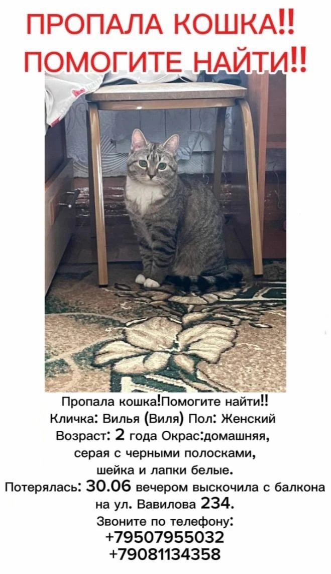 Пропавшая кошка в Омске Пропала кошка в Омске — фото объявления