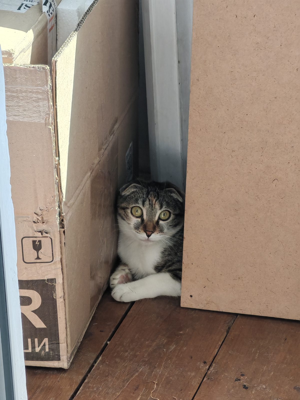 Пропавшая кошка в Одинцове: Кошка Майя Пропала кошка в Одинцове — Кошка Майя