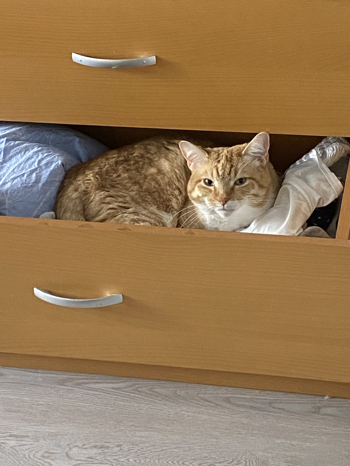 Пропавшая кошка в Нижнем Новгороде Пропала кошка в Нижнем Новгороде — фото объявления