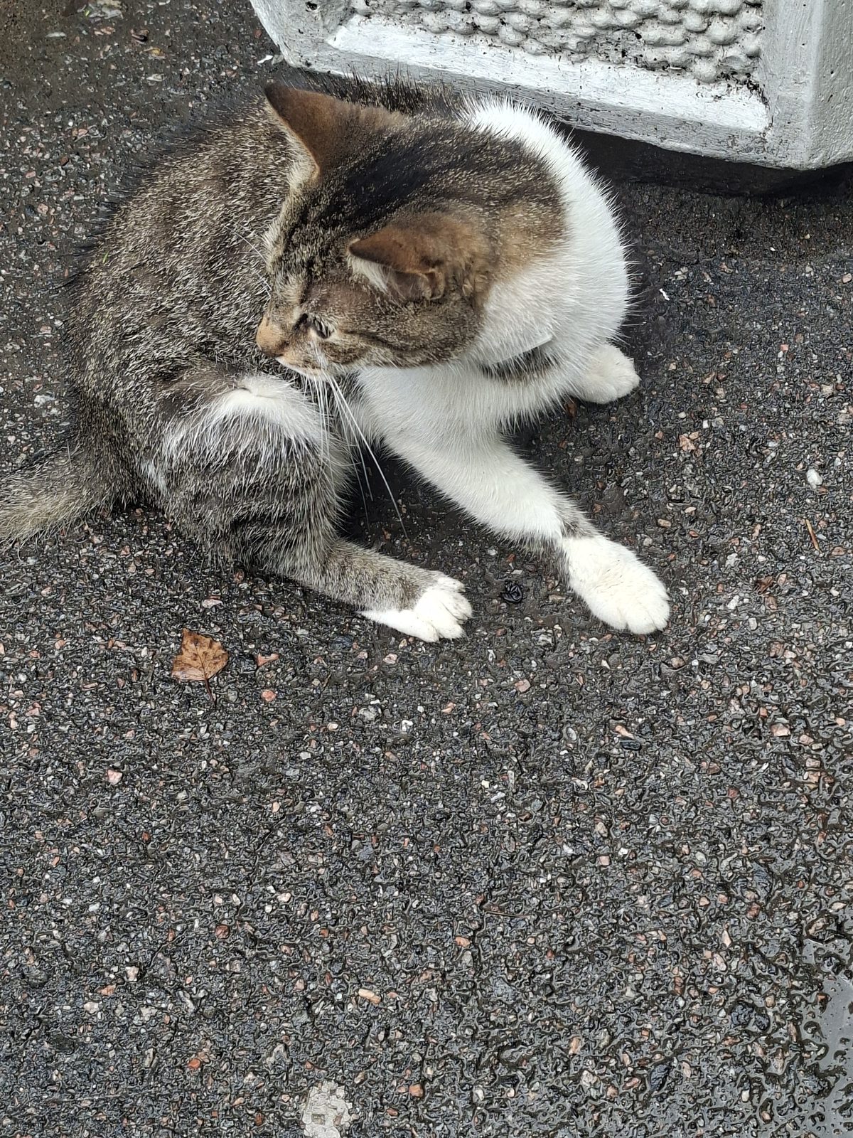 Найденная кошка в Санкт-Петербурге: Кто потерял котика? Найдена кошка в Санкт-Петербурге — Кто потерял котика?