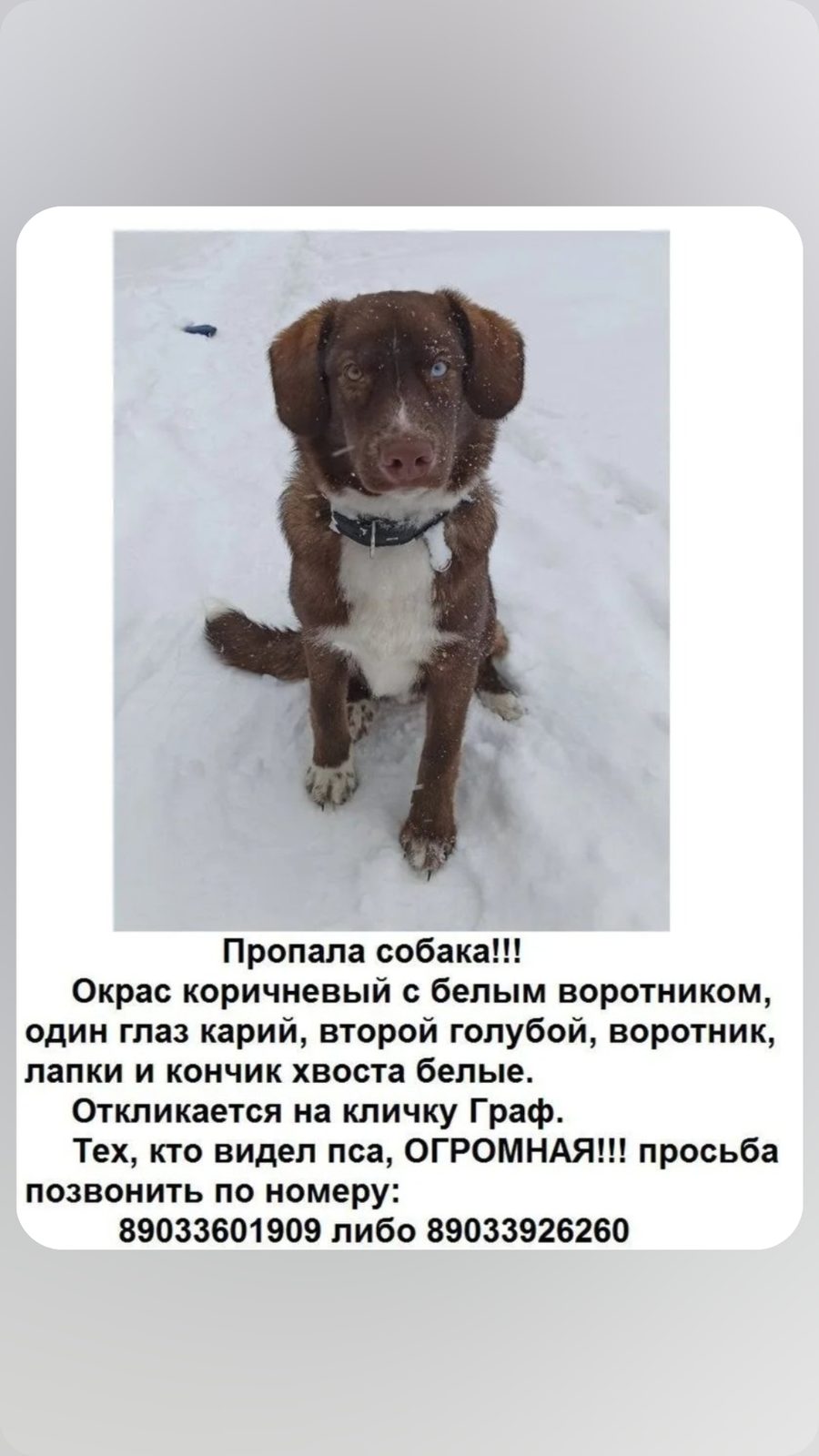 Пропавшая собака в Оренбурге Пропала собака в Оренбурге — фото объявления