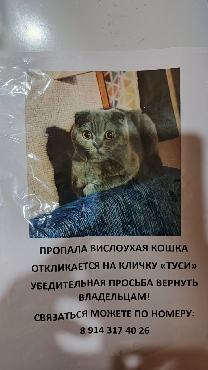Пропавшая кошка в Хабаровске Пропала кошка в Хабаровске — фото объявления