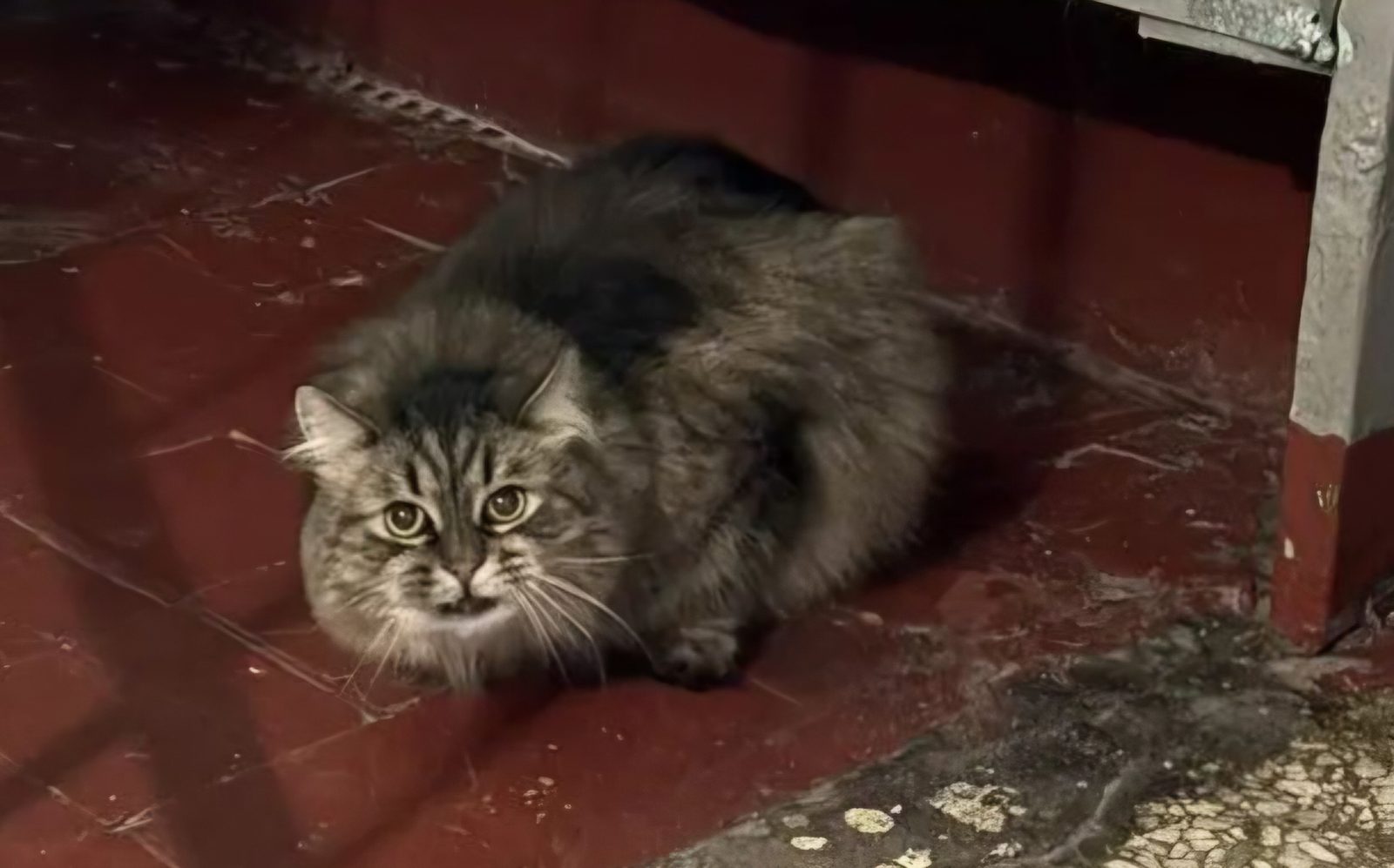 Найденная кошка в Москве: Замечена кошка Найдена кошка в Москве — Замечена кошка