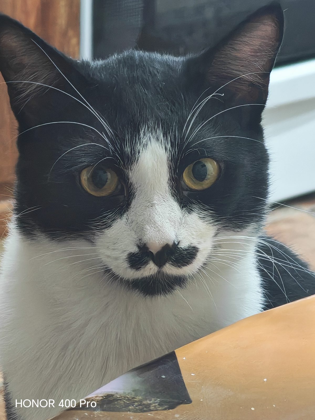 Пропавшая кошка в Шахтах Пропала кошка в Шахтах — фото объявления
