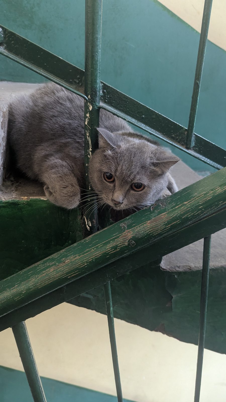 Найденная кошка в Новокузнецке: Потеряшка Найдена кошка в Новокузнецке — Потеряшка