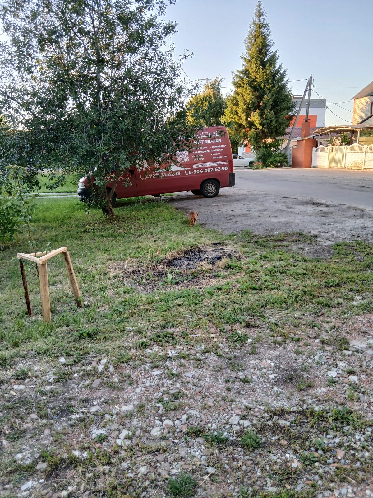Найденная собака в Белгороде: Гуляет домашняя собака Найдена собака в Белгороде — Гуляет домашняя собака