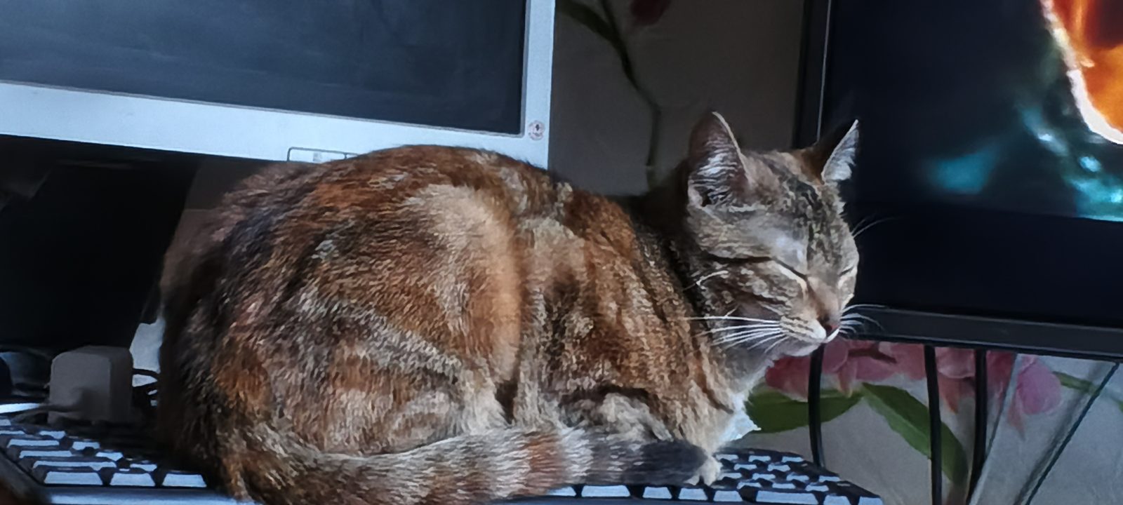 Пропавшая кошка в Санкт-Петербурге Пропала кошка в Санкт-Петербурге — фото объявления