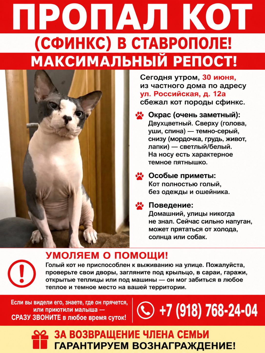 Пропавшая кошка в Ставрополе Пропала кошка в Ставрополе — фото объявления