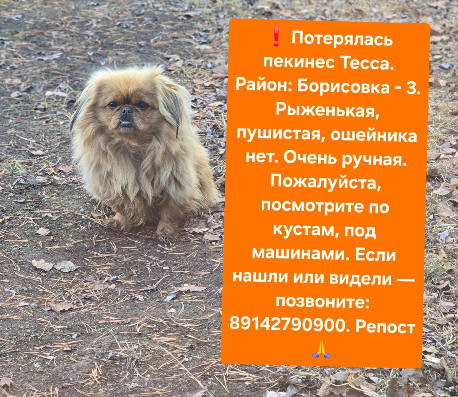 Пропавшая собака в Якутске: Тесса пекинес Пропала собака в Якутске — Тесса пекинес