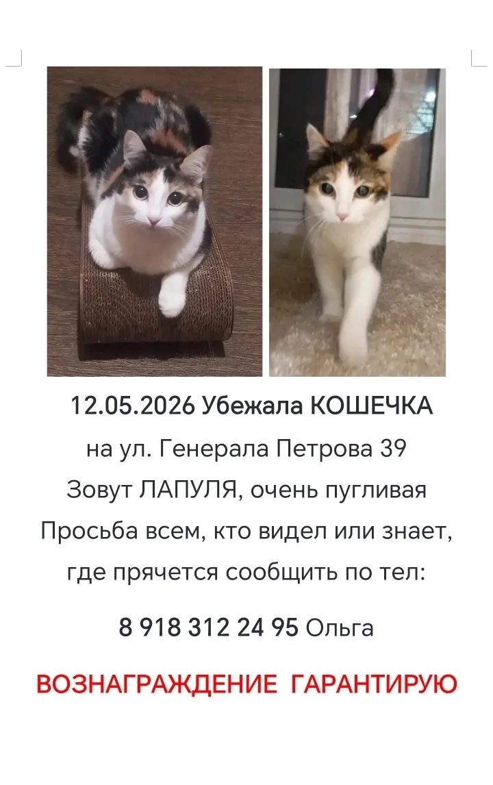 Пропавшая кошка в Краснодаре: Прошу откликнуться всех, кто видел Лапулю. Пропала кошка в Краснодаре — Прошу откликнуться всех, кто видел Лапулю.