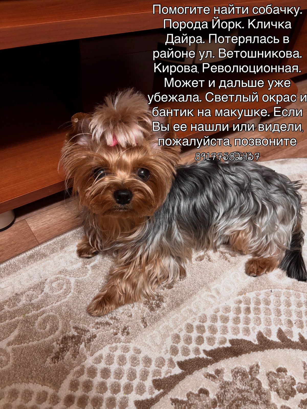 Пропавшая собака в Уфе Пропала собака в Уфе — фото объявления