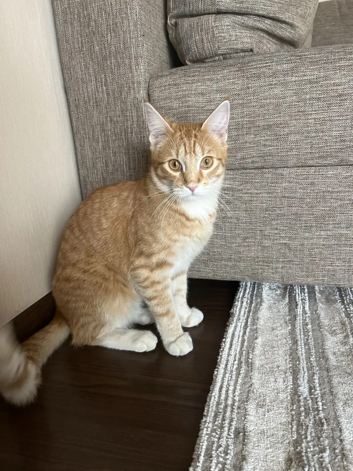 Пропавшая кошка в Краснодаре: Котенок Веня Пропала кошка в Краснодаре — Котенок Веня