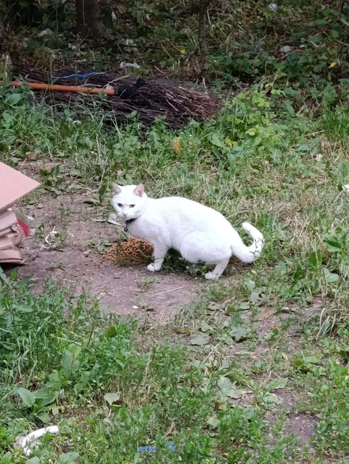 Найденная кошка в Москве Найдена кошка в Москве — фото объявления
