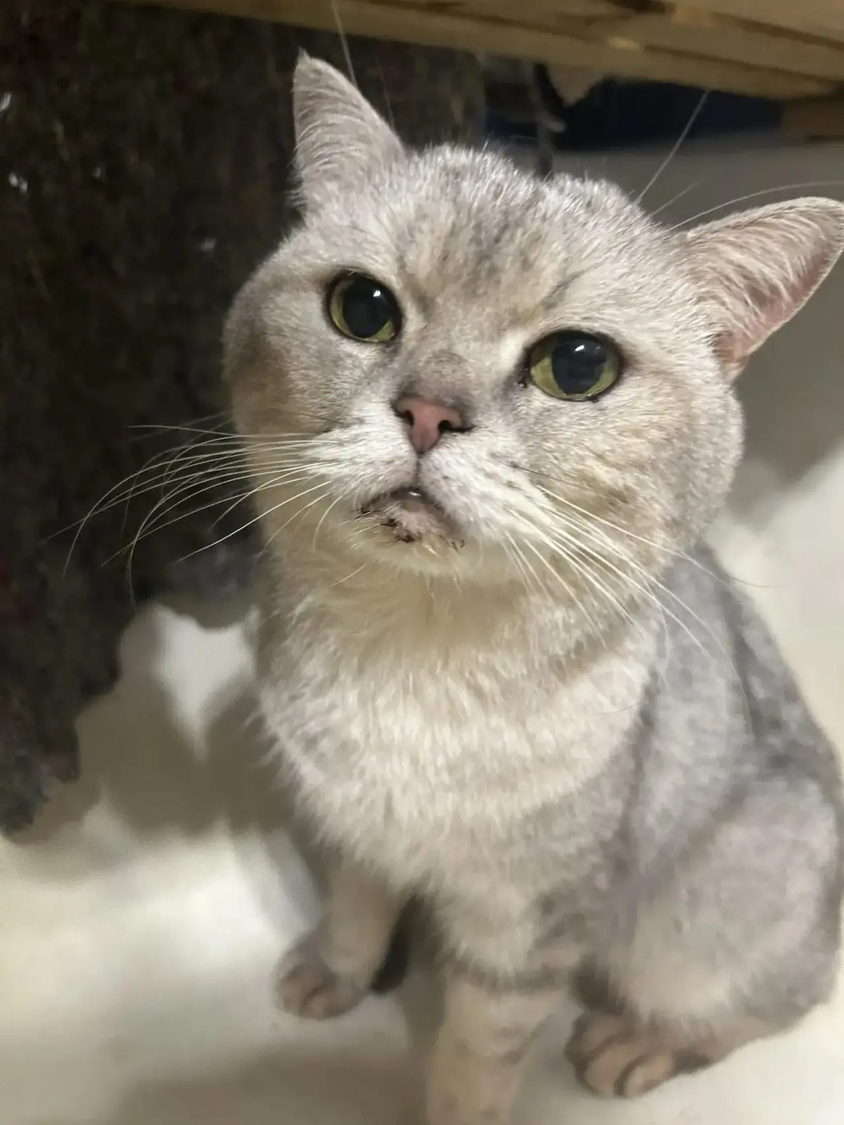Найденная кошка в Великом Новгороде Найдена кошка в Великом Новгороде — фото объявления