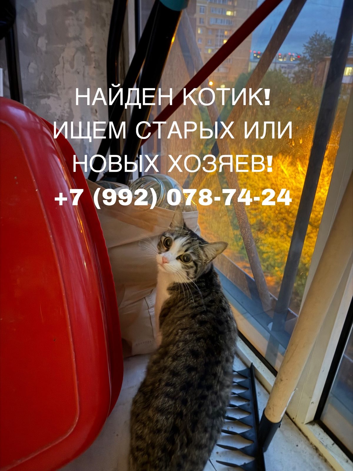 Найденная кошка в Иркутске: Ищем хозяина Найдена кошка в Иркутске — Ищем хозяина