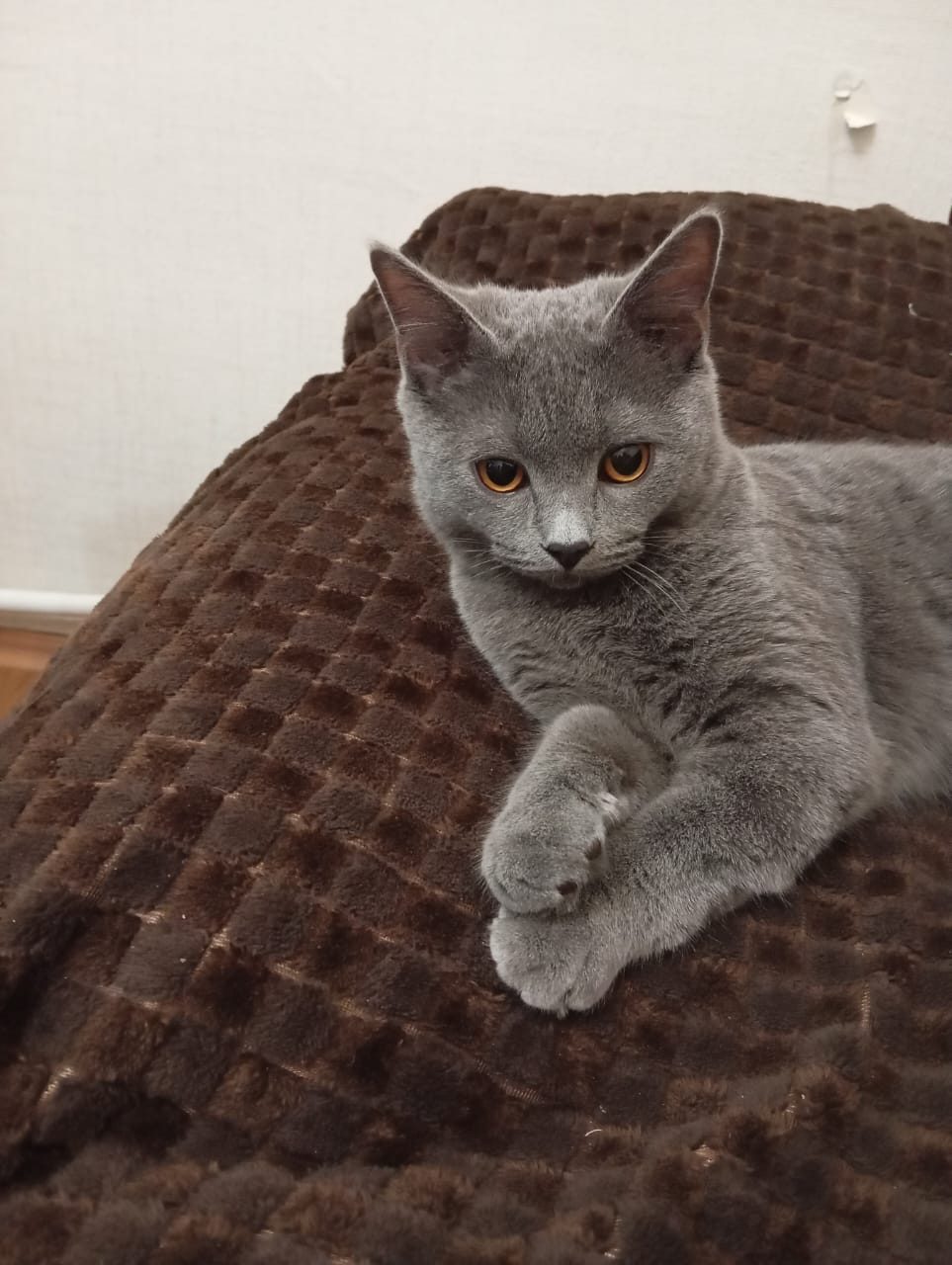 Пропавшая кошка в Шахтах: Кот Мурзик Пропала кошка в Шахтах — Кот Мурзик