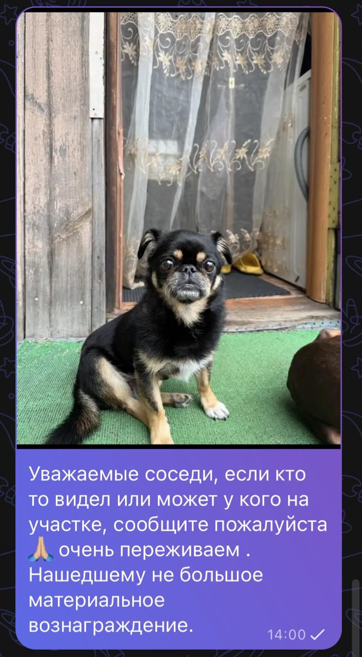 Пропавшая собака в Новосибирске Пропала собака в Новосибирске — фото объявления