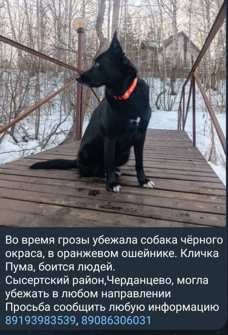 Пропавшая собака в Екатеринбурге: Помогите Пуме вернуться домой Пропала собака в Екатеринбурге — Помогите Пуме вернуться домой