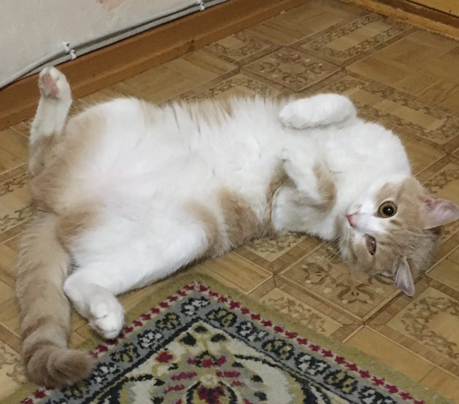 Пропавшая кошка в Симферополе: Помогите, пожалуйста,найти😢 Пропала кошка в Симферополе — Помогите, пожалуйста,найти😢