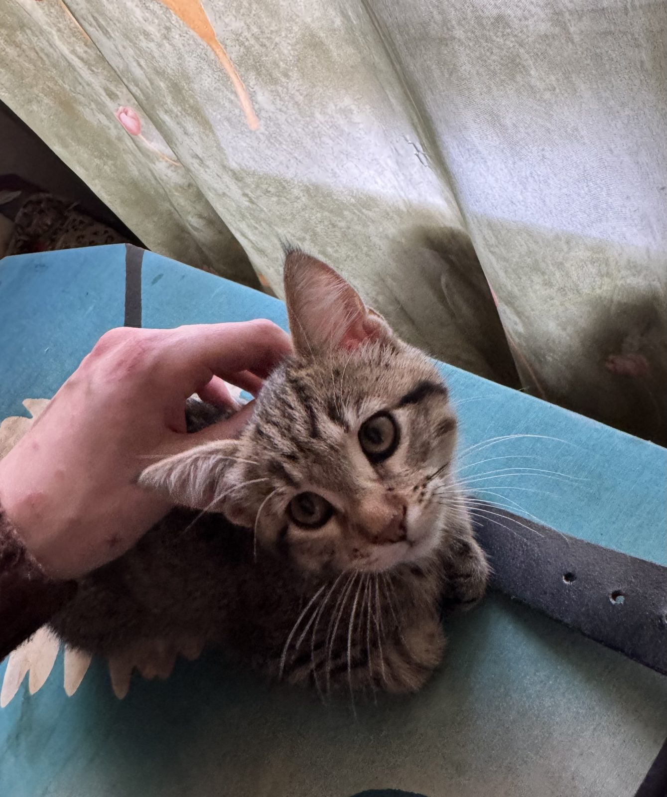 Пропавшая кошка в Геленджике Пропала кошка в Геленджике — фото объявления