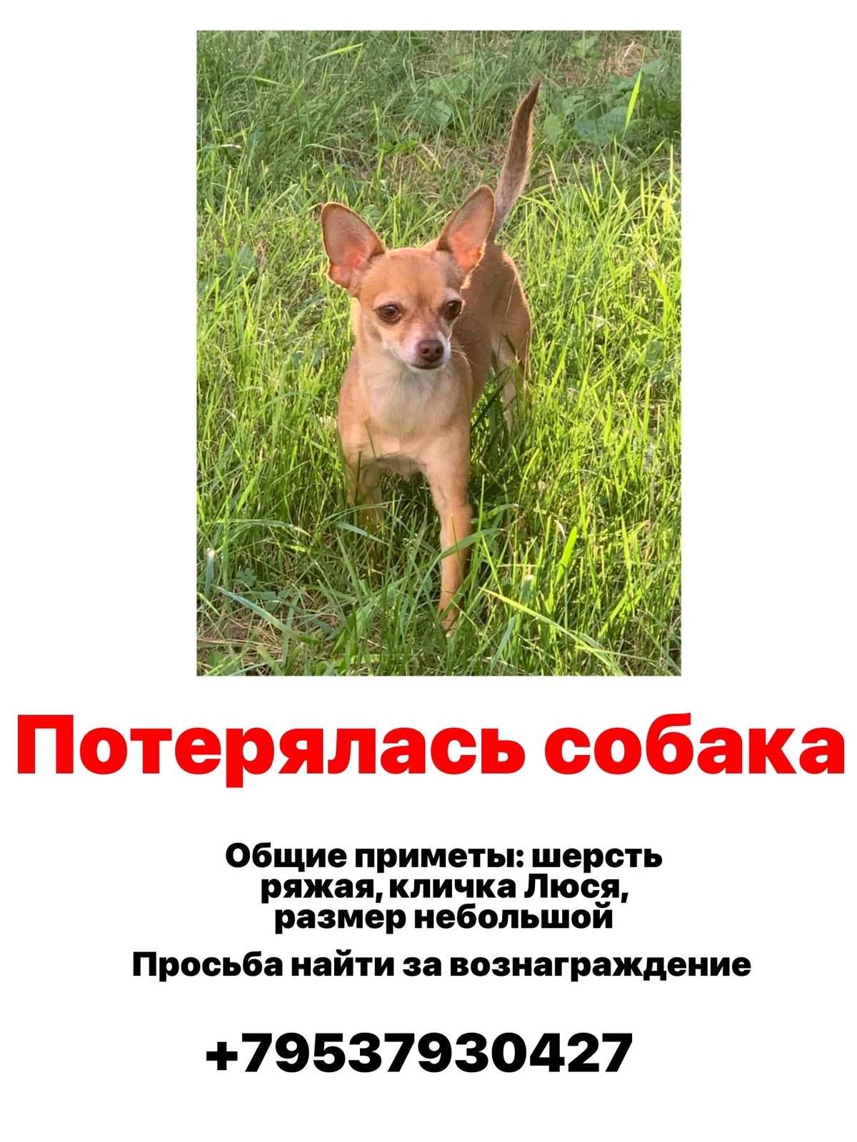 Пропавшая собака в Новосибирске Пропала собака в Новосибирске — фото объявления