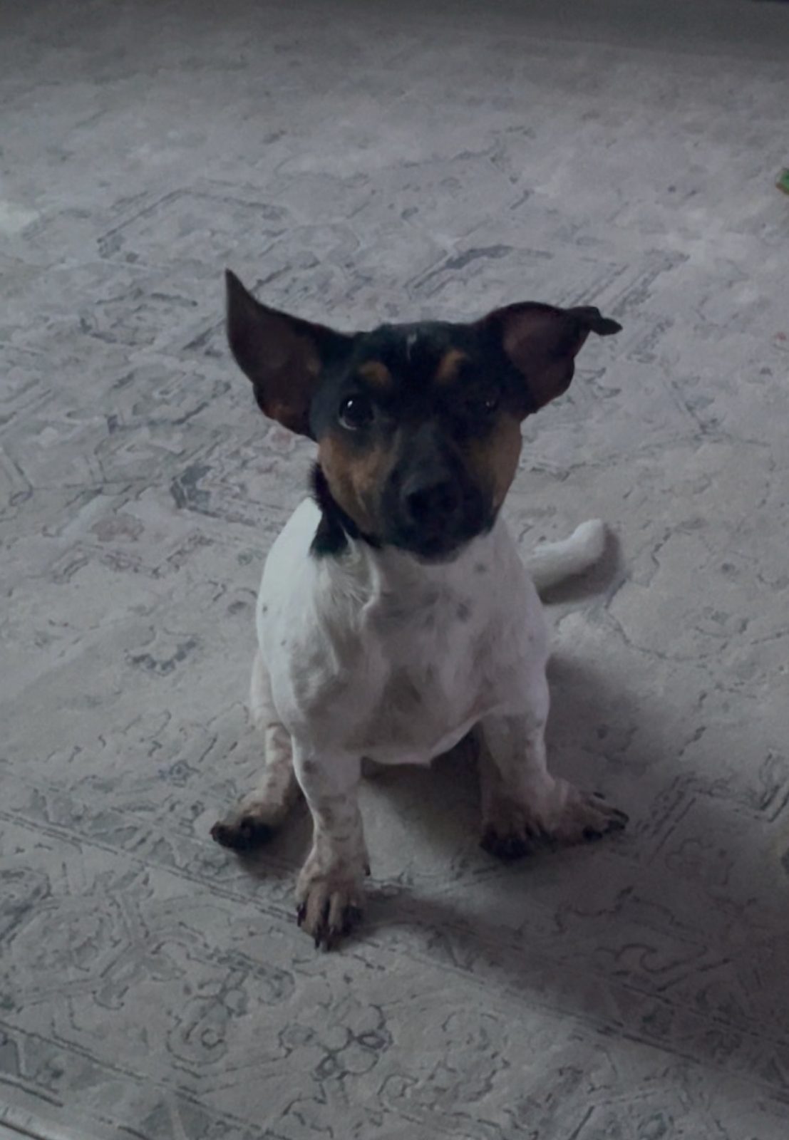 Пропавшая собака в Калининграде Пропала собака в Калининграде — фото объявления