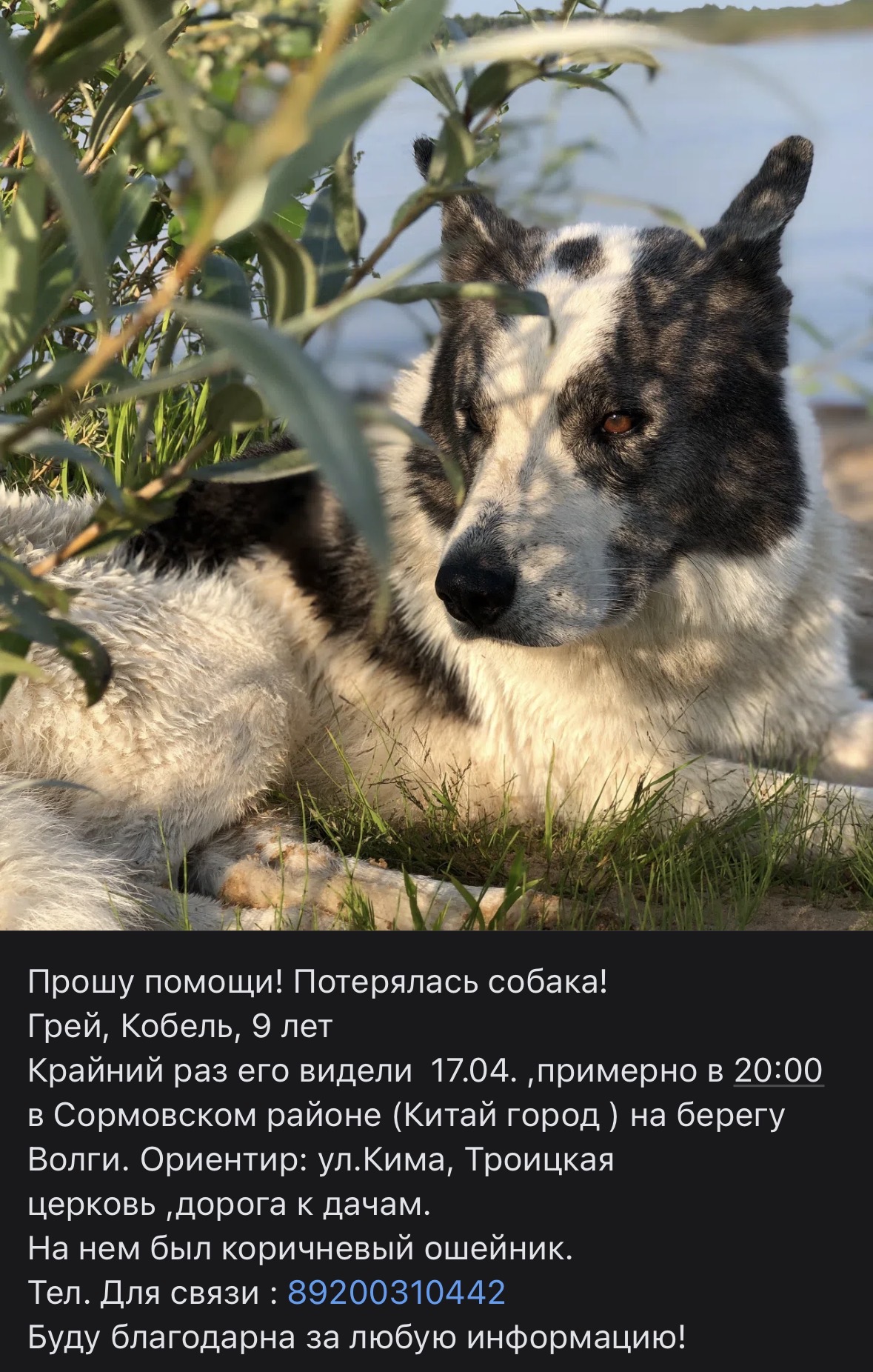 Пропавшая собака в Нижнем Новгороде Пропала собака в Нижнем Новгороде — фото объявления