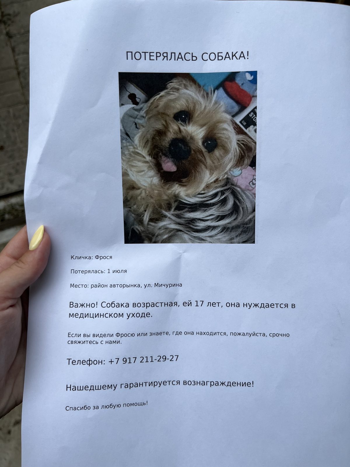 Пропавшая собака в Энгельсе Пропала собака в Энгельсе — фото объявления