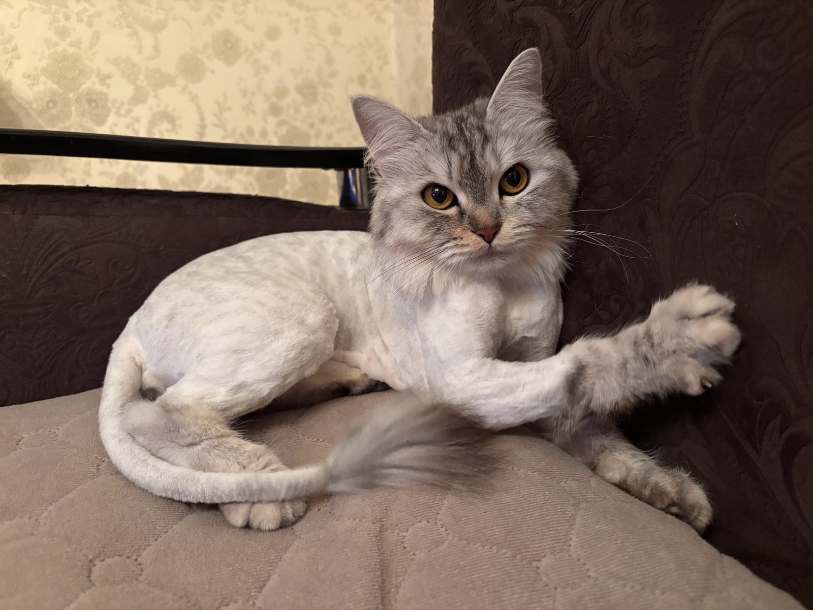 Пропавшая кошка в Набережных Челнах Пропала кошка в Набережных Челнах — фото объявления