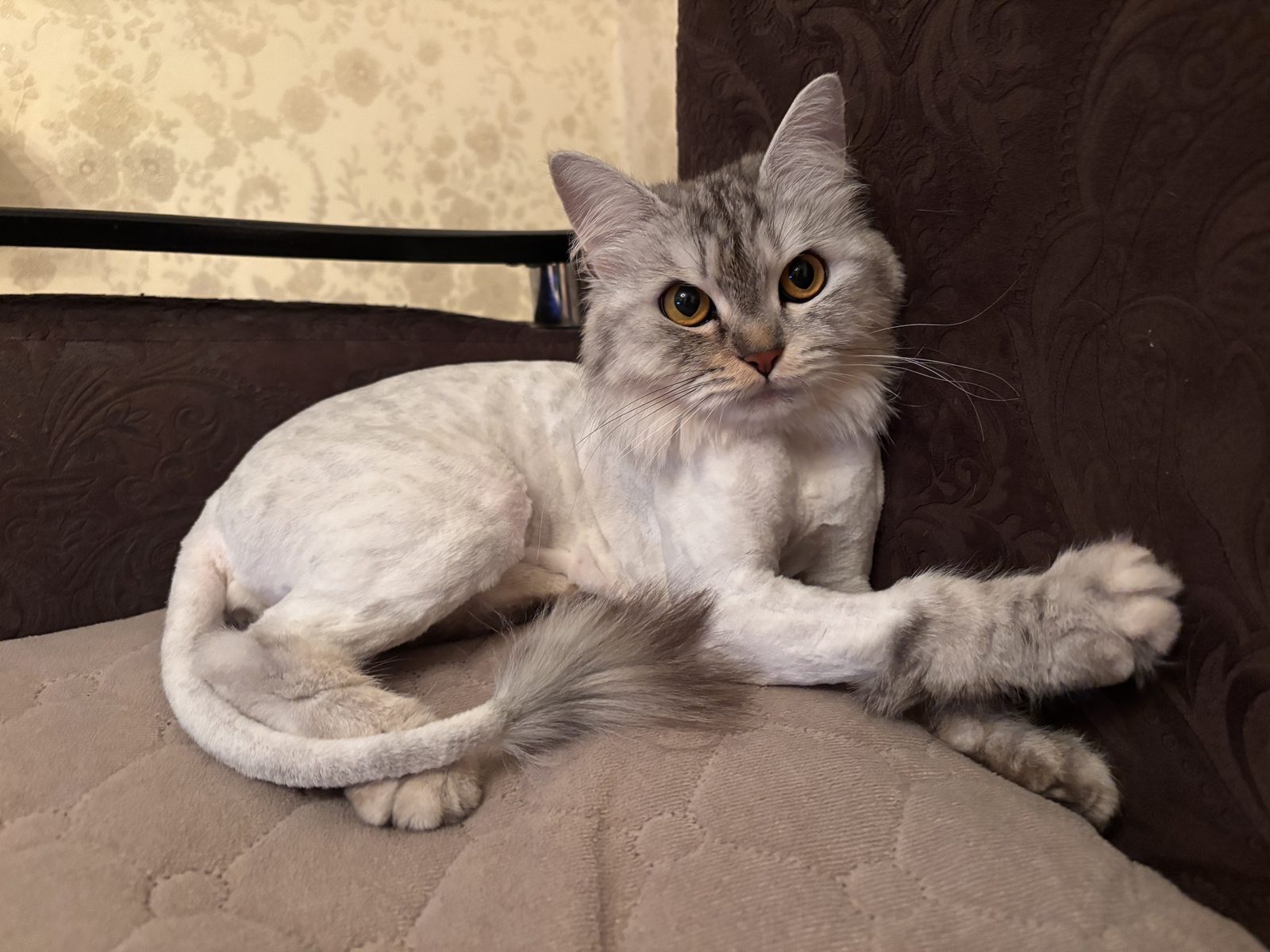 Пропавшая кошка в Набережных Челнах Пропала кошка в Набережных Челнах — фото объявления