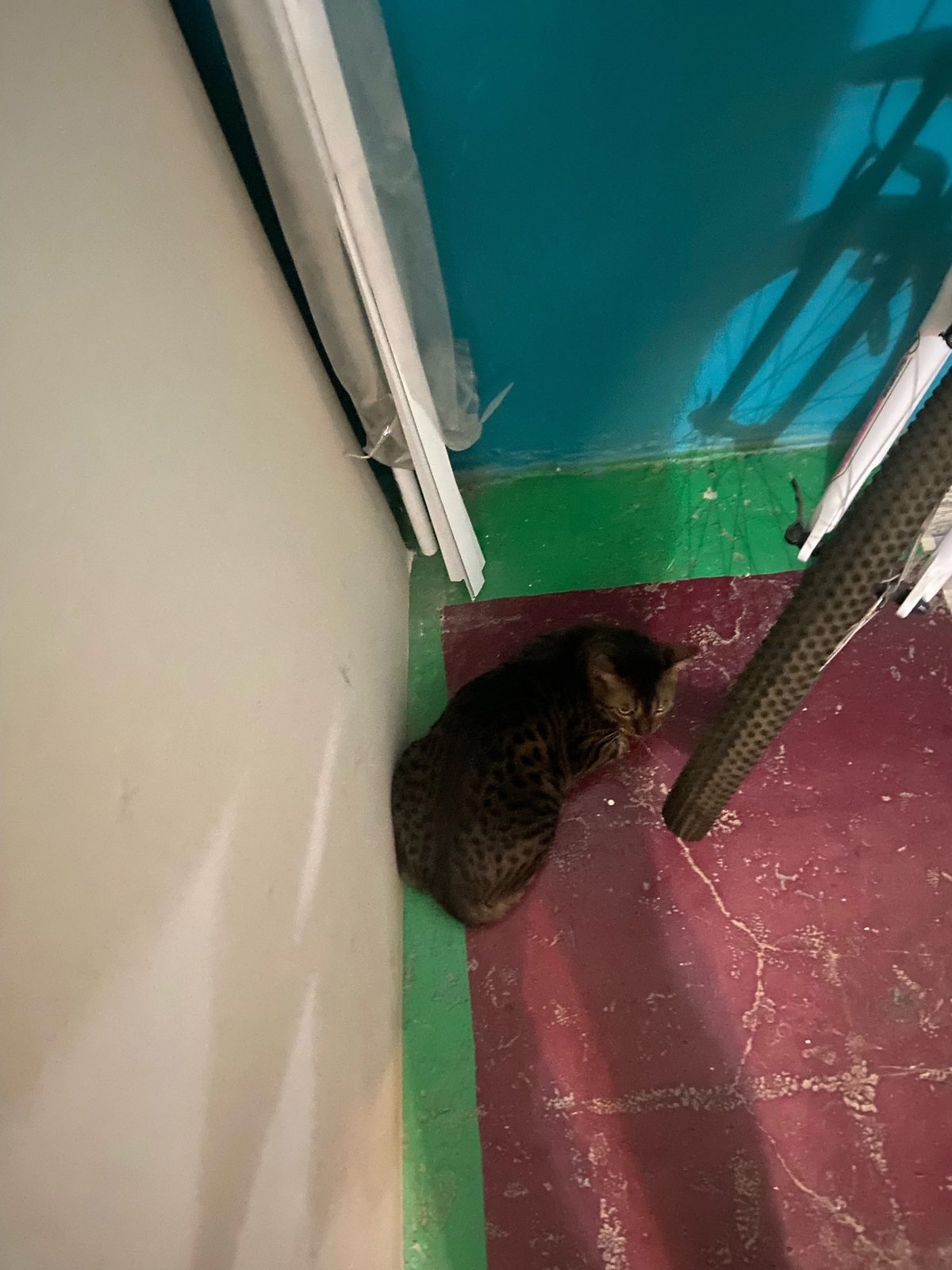 Найденная кошка в Жуковском Найдена кошка в Жуковском — фото объявления