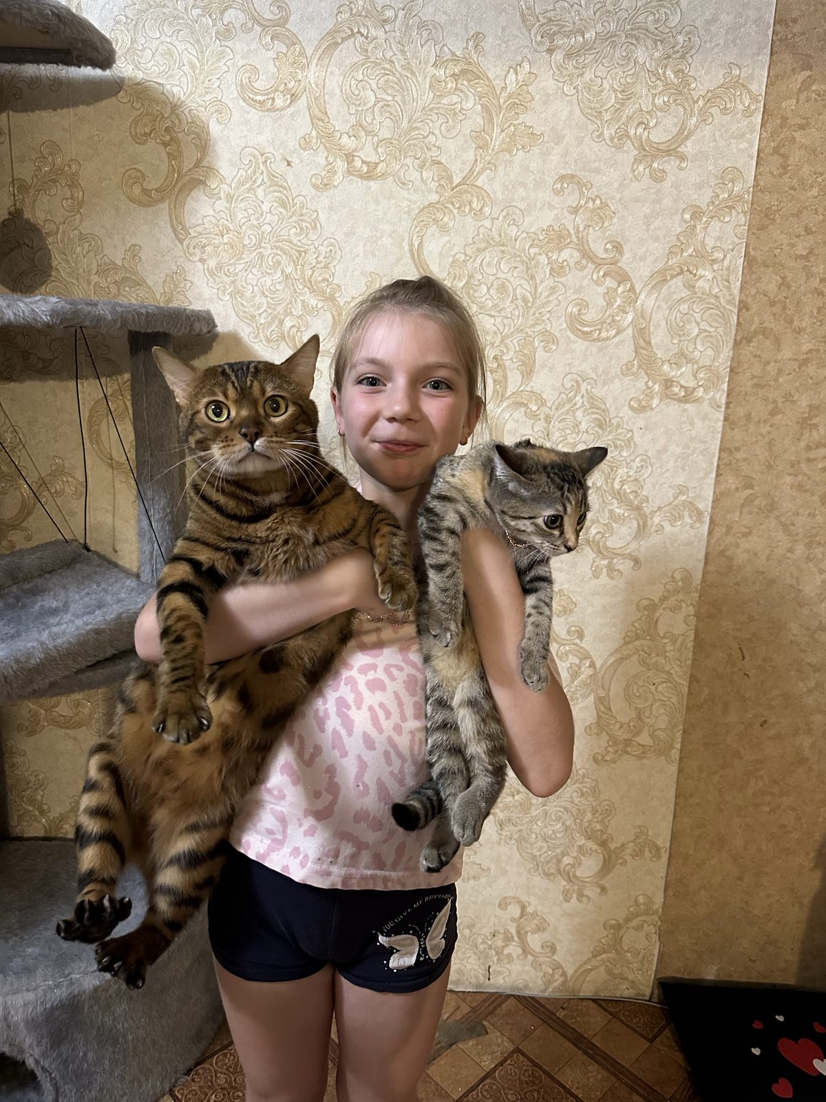 Пропавшая кошка в Новокузнецке Пропала кошка в Новокузнецке — фото объявления