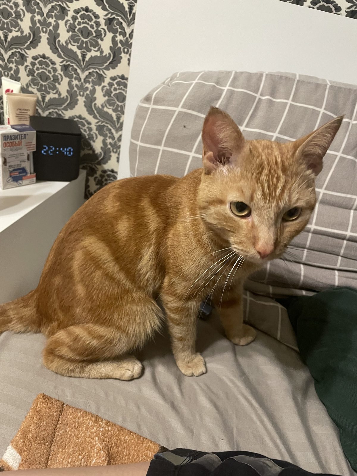 Найденная кошка в Красноярске: Ищем хозяина Найдена кошка в Красноярске — Ищем хозяина