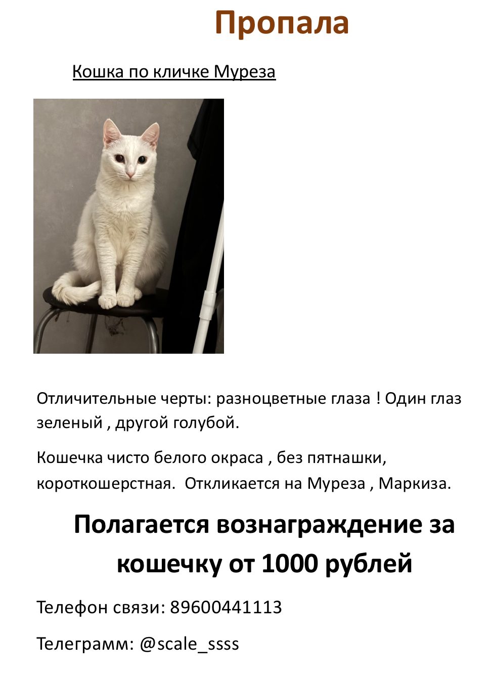 Пропавшая кошка в Казани Пропала кошка в Казани — фото объявления