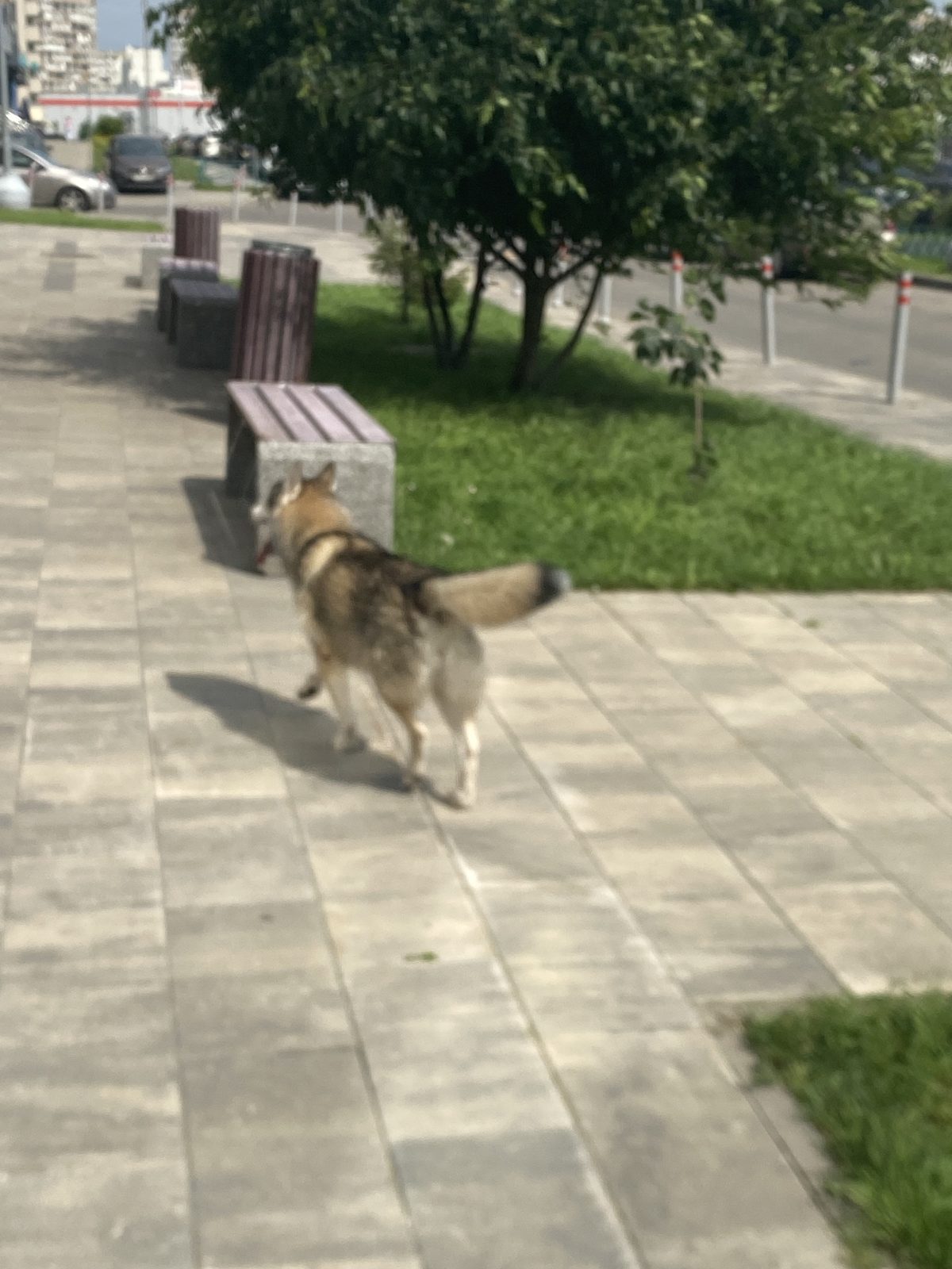Найденная собака в Зеленограде Найдена собака в Зеленограде — фото объявления