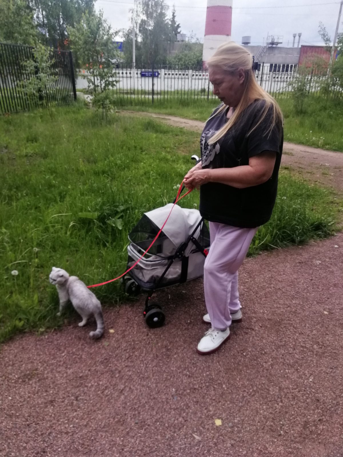 Пропавшая кошка в Москве Пропала кошка в Москве — фото объявления