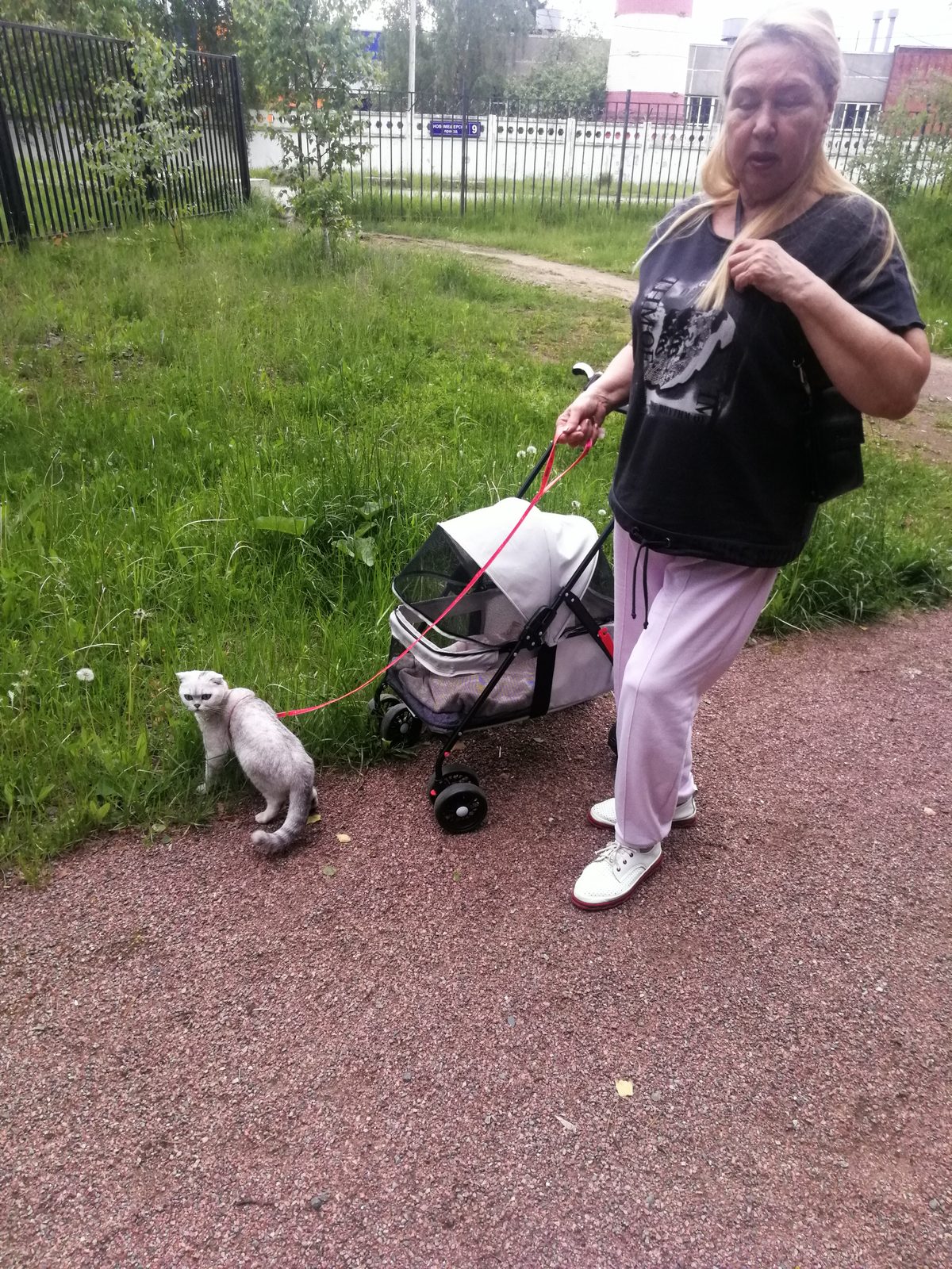 Пропавшая кошка в Москве Пропала кошка в Москве — фото объявления