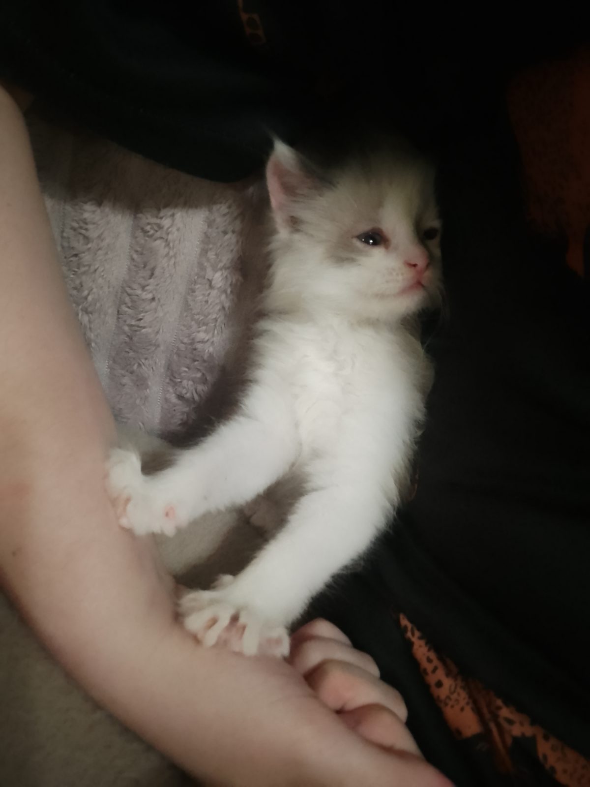 Найденная кошка в Рузаевке: котёнок Найдена кошка в Рузаевке — котёнок