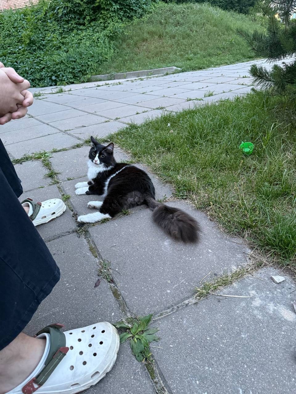 Найденная кошка в Красногорске Найдена кошка в Красногорске — фото объявления