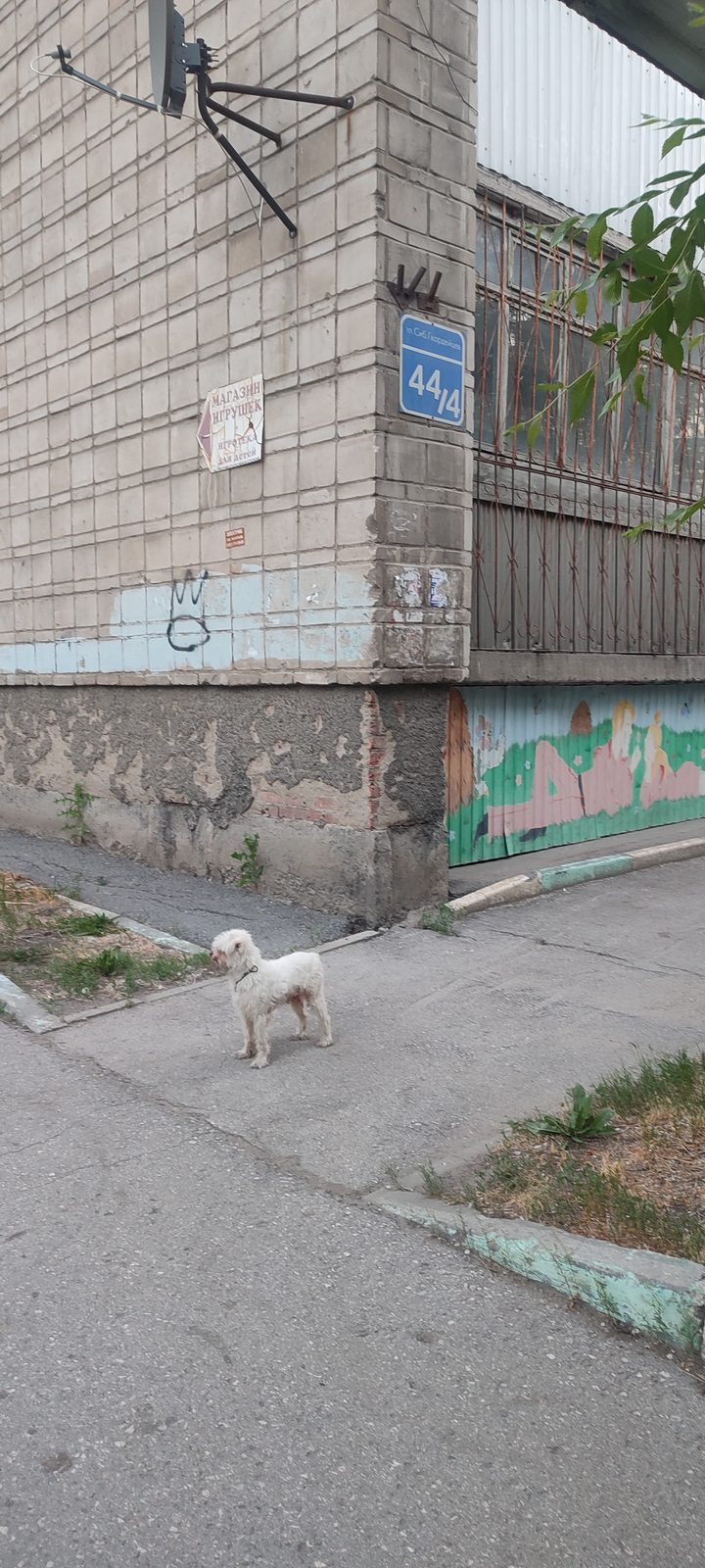 Найденная собака в Новосибирске Найдена собака в Новосибирске — фото объявления