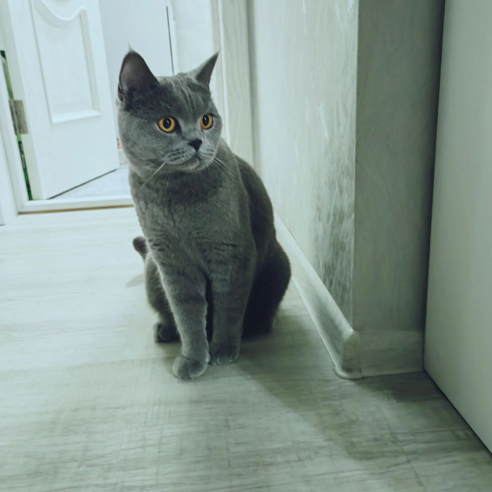 Пропавшая кошка в Сочи: Кошка Марта Пропала кошка в Сочи — Кошка Марта