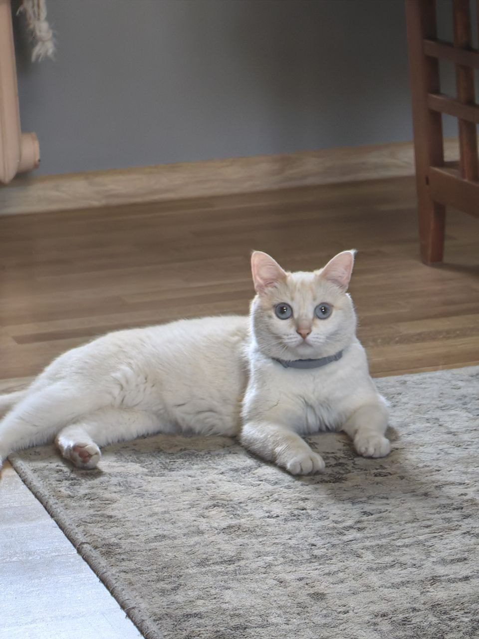 Пропавшая кошка в Туле Пропала кошка в Туле — фото объявления