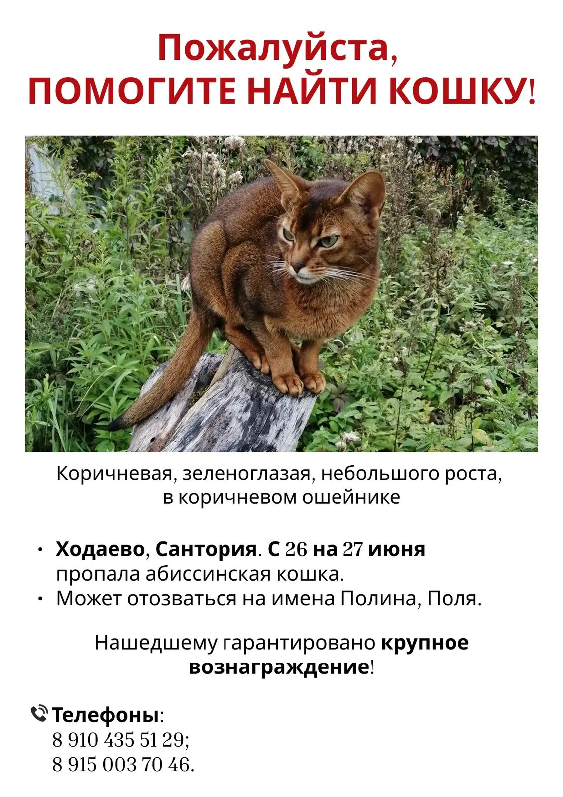 Пропавшая кошка в Чехове: Ходаево, Сантория, пропала абиссинская кошка! Пропала кошка в Чехове — Ходаево, Сантория, пропала абиссинская кошка!