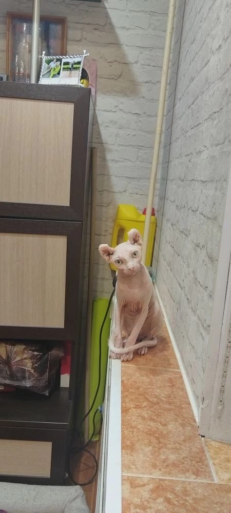 Пропавшая кошка в Норильске Пропала кошка в Норильске — фото объявления