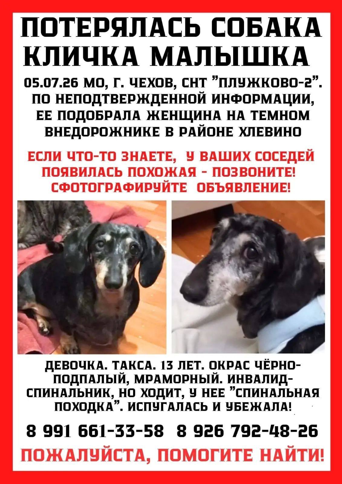 Пропавшая собака в Чехове Пропала собака в Чехове — фото объявления
