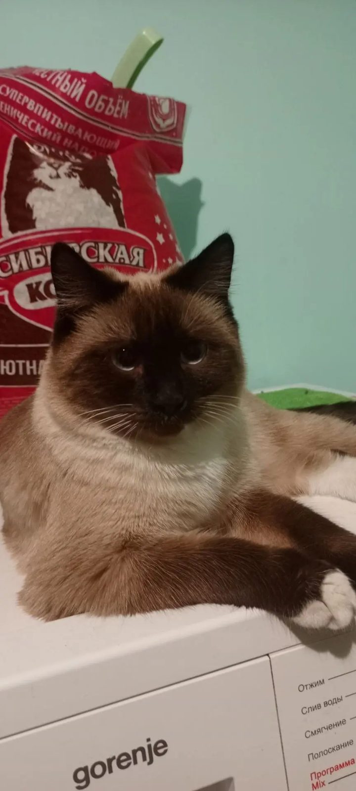 Пропавшая кошка в Иркутске Пропала кошка в Иркутске — фото объявления