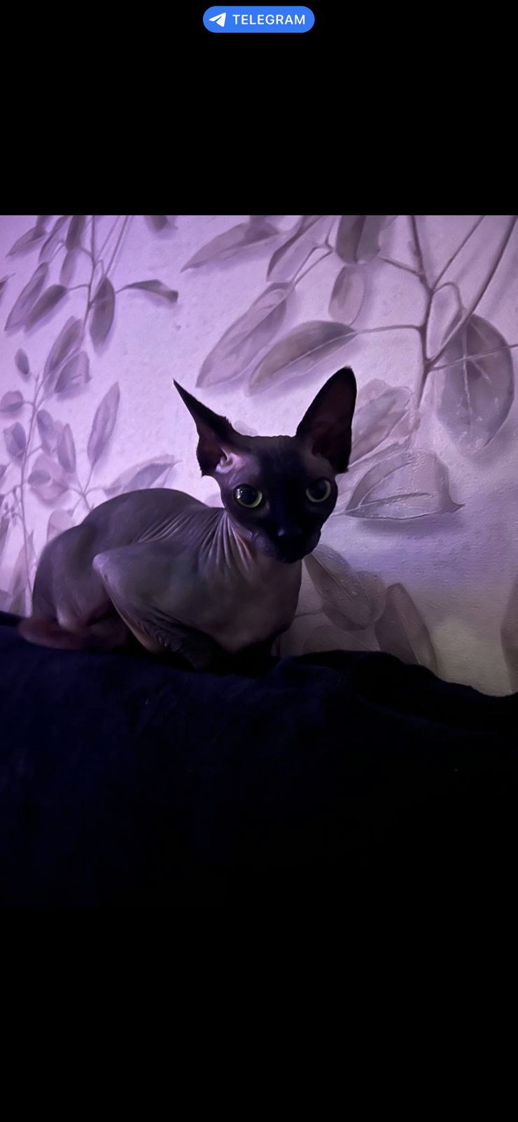 Пропавшая кошка в Сочи Пропала кошка в Сочи — фото объявления